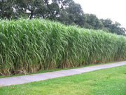 Riesenchinaschilf - Miscanthus japonicum Giganteus - Gräserwelten